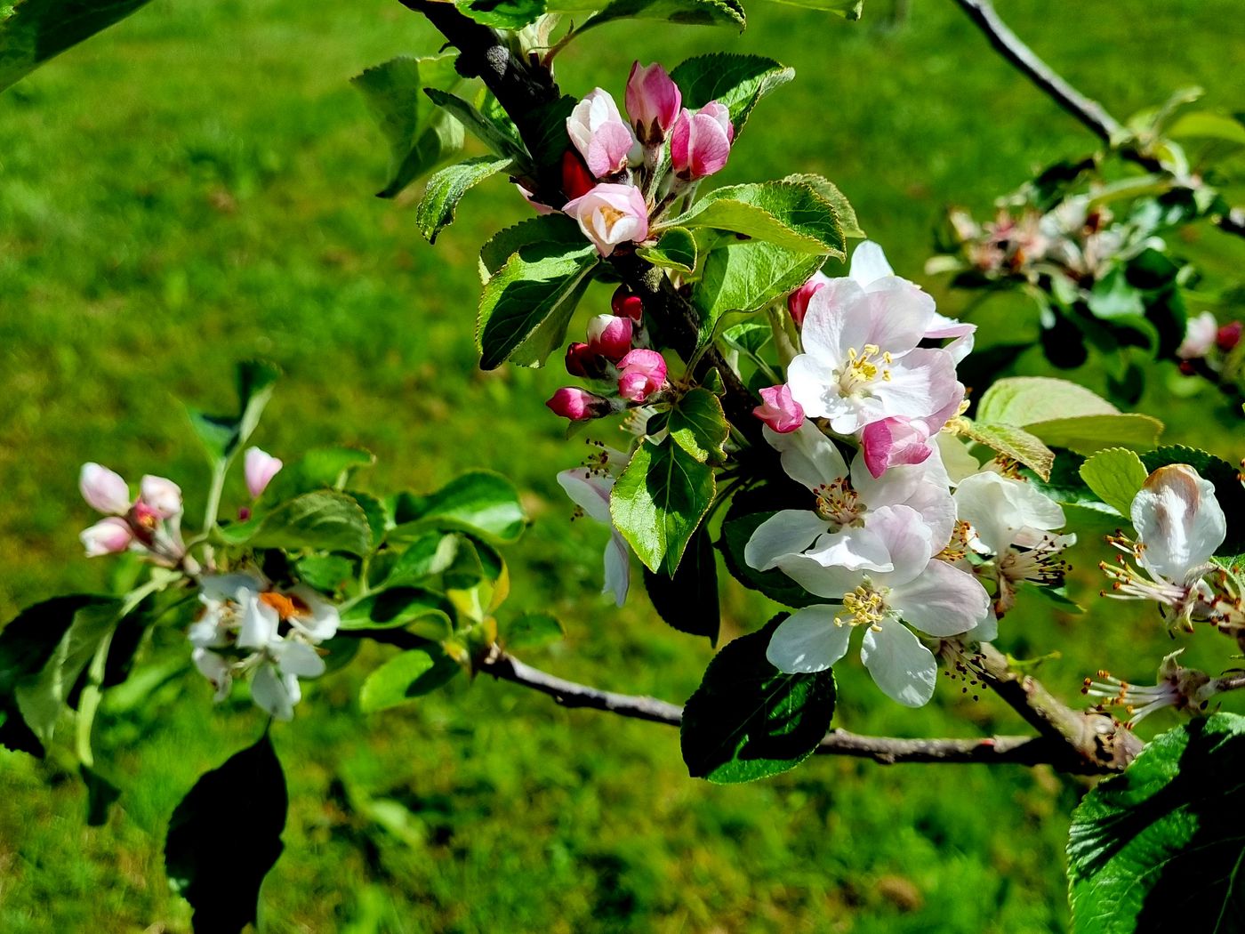 1400x1050 Wallpaper flowers, blossom, branch, leaves, petals, spring