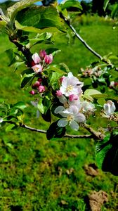 Preview wallpaper flowers, blossom, branch, leaves, petals, spring