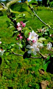 Preview wallpaper flowers, blossom, branch, leaves, petals, spring