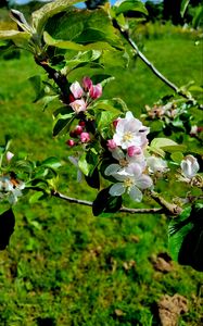 Preview wallpaper flowers, blossom, branch, leaves, petals, spring