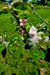 Preview wallpaper flowers, blossom, branch, leaves, petals, spring