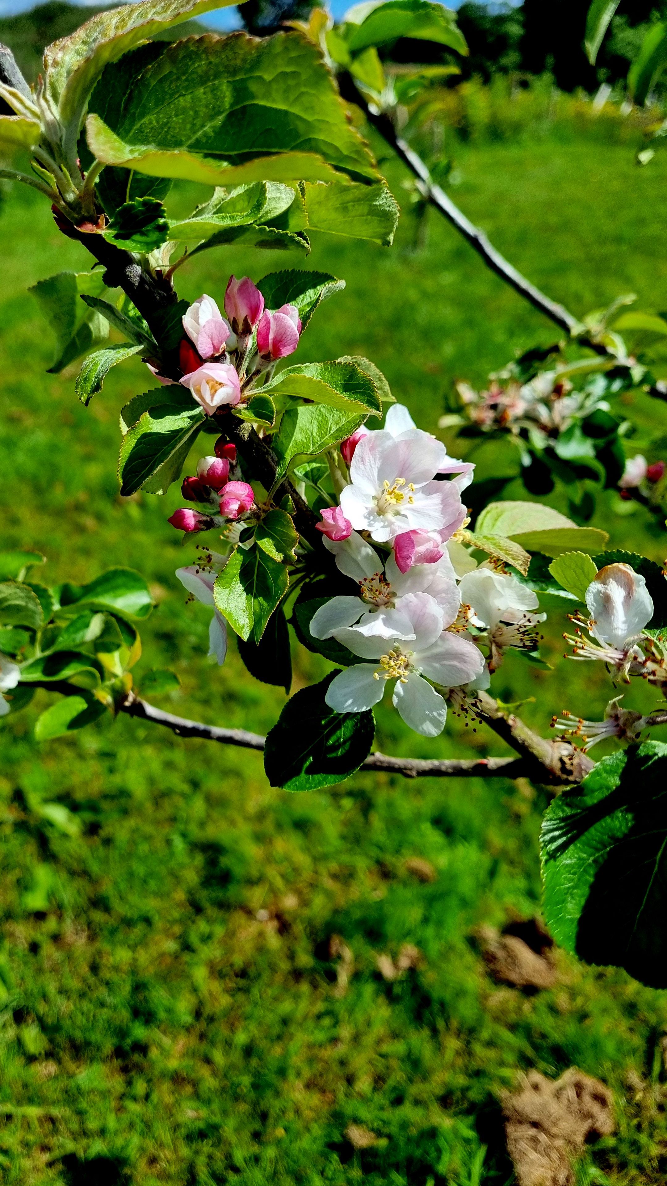 2160x3840 Wallpaper flowers, blossom, branch, leaves, petals, spring