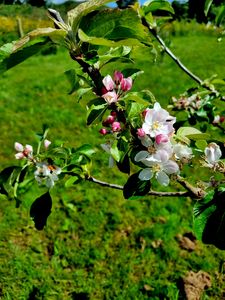 Preview wallpaper flowers, blossom, branch, leaves, petals, spring