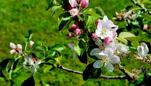 Preview wallpaper flowers, blossom, branch, leaves, petals, spring