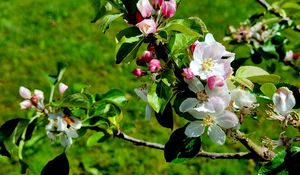 Preview wallpaper flowers, blossom, branch, leaves, petals, spring