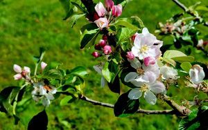 Preview wallpaper flowers, blossom, branch, leaves, petals, spring