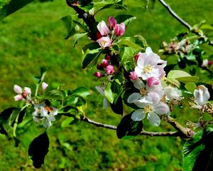 Preview wallpaper flowers, blossom, branch, leaves, petals, spring