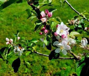 Preview wallpaper flowers, blossom, branch, leaves, petals, spring