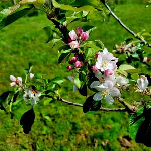 Preview wallpaper flowers, blossom, branch, leaves, petals, spring