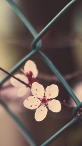 Preview wallpaper flowers, blossom, branch, grass