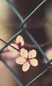 Preview wallpaper flowers, blossom, branch, grass