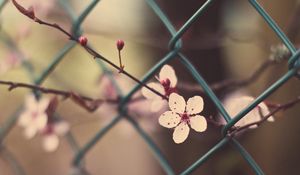 Preview wallpaper flowers, blossom, branch, grass