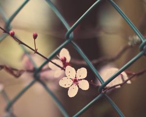 Preview wallpaper flowers, blossom, branch, grass