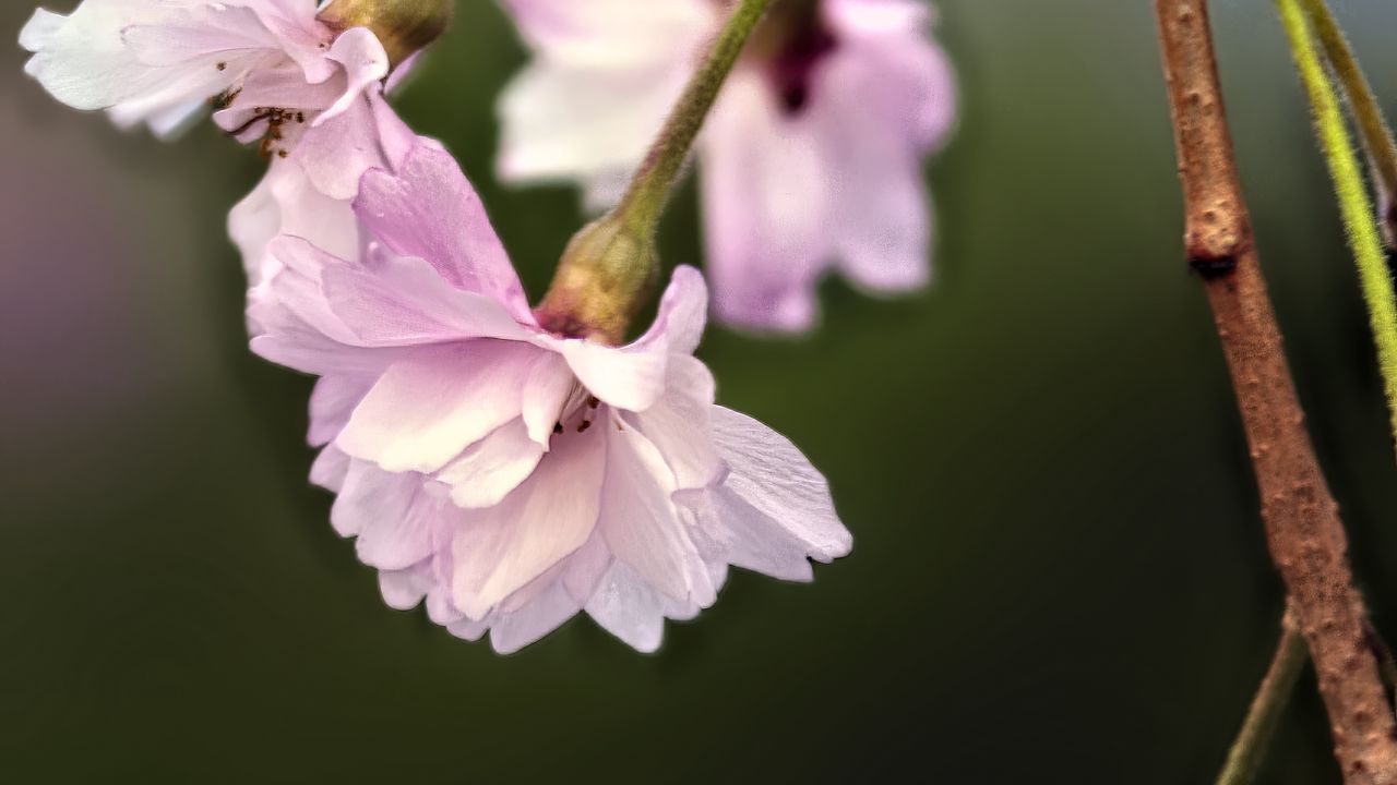 Wallpaper flowers, blossom, spring, plum blossoms, pink