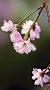 Preview wallpaper flowers, blossom, spring, plum blossoms, pink