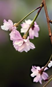 Preview wallpaper flowers, blossom, spring, plum blossoms, pink