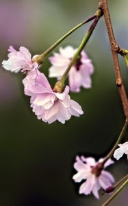 Preview wallpaper flowers, blossom, spring, plum blossoms, pink