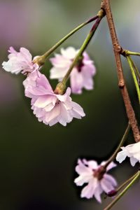 Preview wallpaper flowers, blossom, spring, plum blossoms, pink