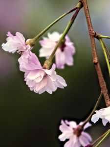 Preview wallpaper flowers, blossom, spring, plum blossoms, pink