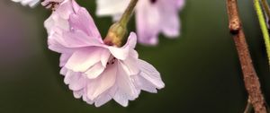 Preview wallpaper flowers, blossom, spring, plum blossoms, pink