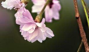 Preview wallpaper flowers, blossom, spring, plum blossoms, pink