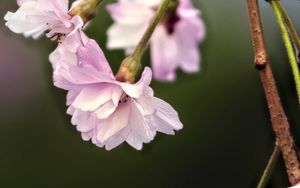 Preview wallpaper flowers, blossom, spring, plum blossoms, pink