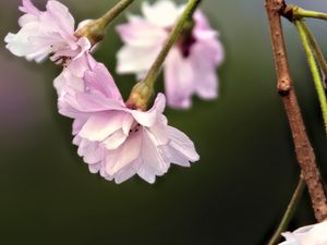 Preview wallpaper flowers, blossom, spring, plum blossoms, pink