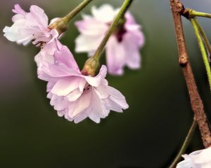 Preview wallpaper flowers, blossom, spring, plum blossoms, pink