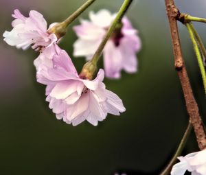 Preview wallpaper flowers, blossom, spring, plum blossoms, pink