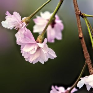 Preview wallpaper flowers, blossom, spring, plum blossoms, pink