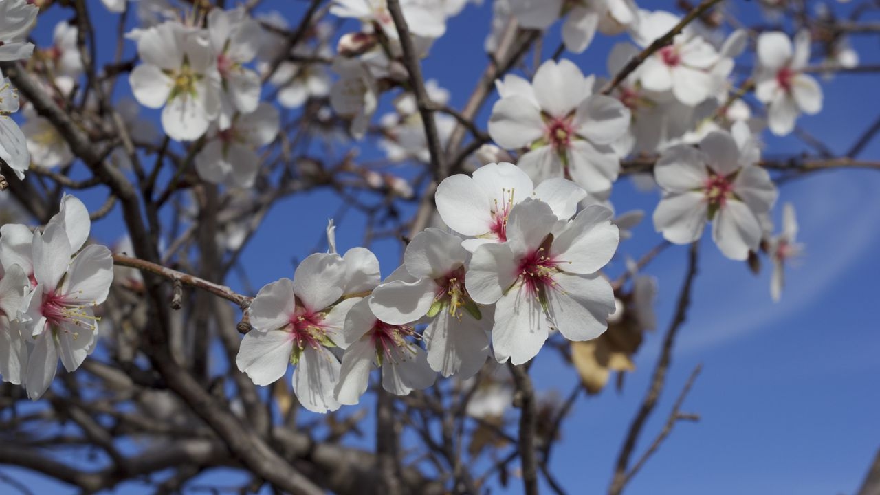 Wallpaper flowers, blossoming, almond tree, spring