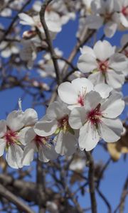 Preview wallpaper flowers, blossoming, almond tree, spring