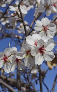 Preview wallpaper flowers, blossoming, almond tree, spring