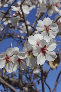 Preview wallpaper flowers, blossoming, almond tree, spring