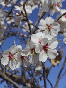 Preview wallpaper flowers, blossoming, almond tree, spring