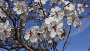 Preview wallpaper flowers, blossoming, almond tree, spring