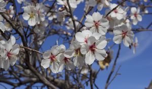 Preview wallpaper flowers, blossoming, almond tree, spring