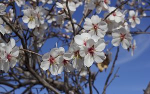 Preview wallpaper flowers, blossoming, almond tree, spring