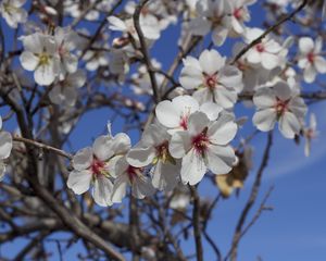 Preview wallpaper flowers, blossoming, almond tree, spring