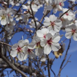 Preview wallpaper flowers, blossoming, almond tree, spring