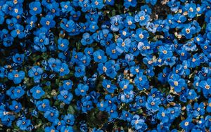 Preview wallpaper flowers, blue, bloom, plant, decorative