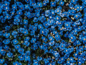 Preview wallpaper flowers, blue, bloom, plant, decorative