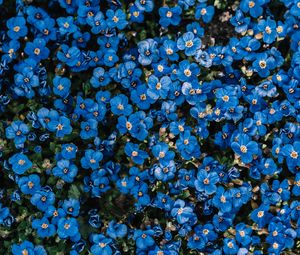 Preview wallpaper flowers, blue, bloom, plant, decorative