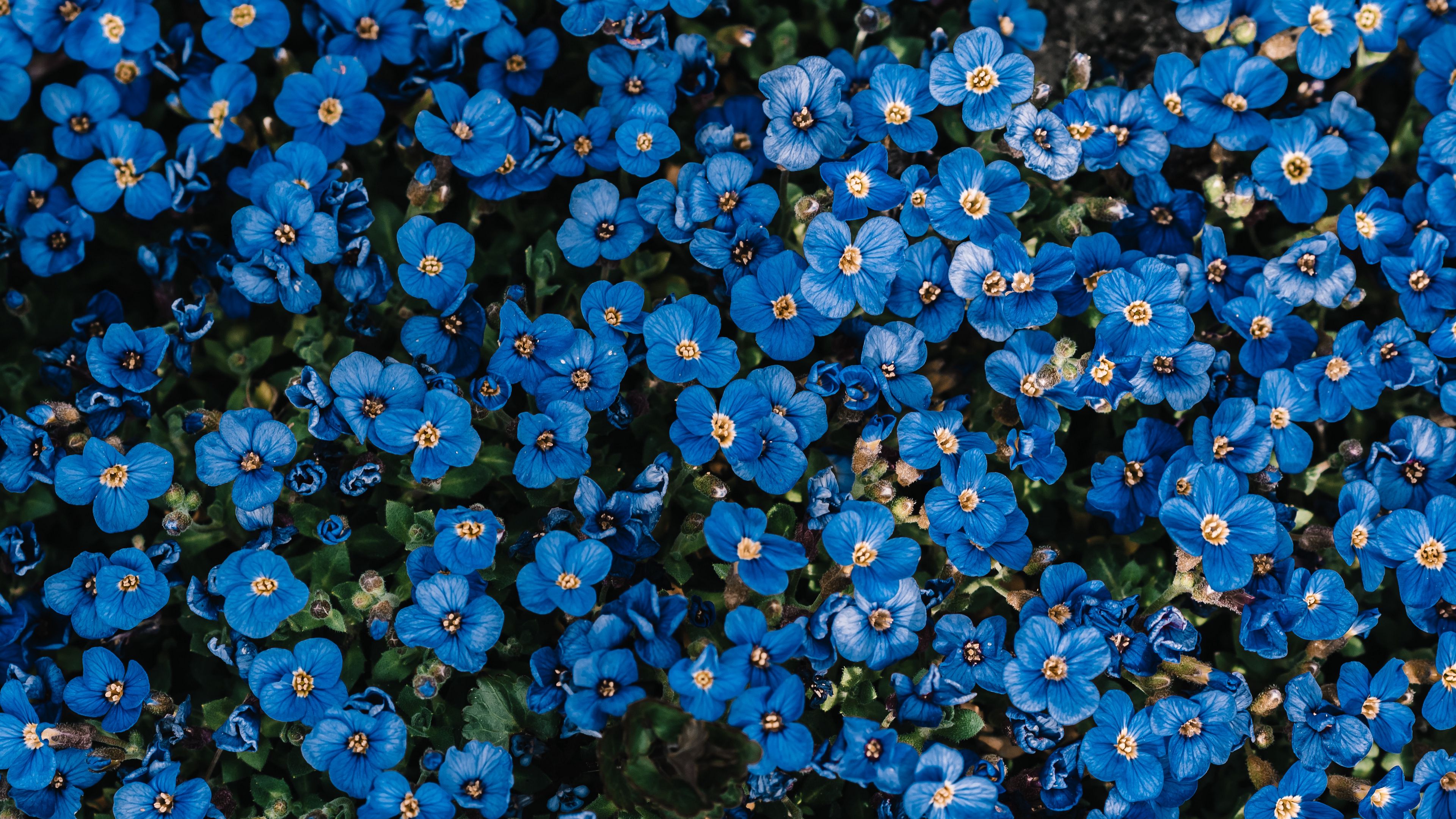Download wallpaper 3840x2160 flowers, blue, bloom, plant, decorative 4k