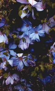 Preview wallpaper flowers, blue, bloom, decorative, plant