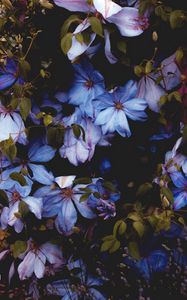 Preview wallpaper flowers, blue, bloom, decorative, plant