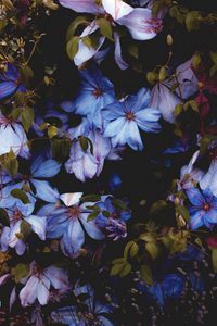 Preview wallpaper flowers, blue, bloom, decorative, plant