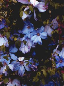 Preview wallpaper flowers, blue, bloom, decorative, plant