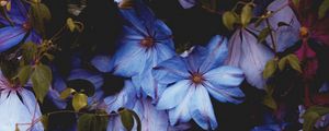 Preview wallpaper flowers, blue, bloom, decorative, plant