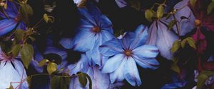 Preview wallpaper flowers, blue, bloom, decorative, plant